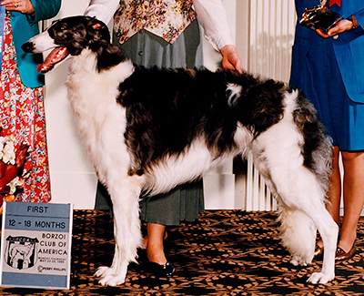 1995 Dog, 12 months and under 18 - 1st
