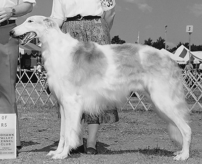 1995 Dog, Amerian Bred - 2nd