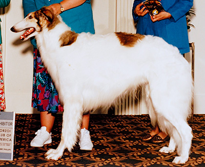 1995 Dog, Bred by Exhibitor - 1st