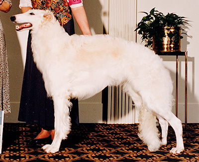 1995 Dog, Bred by Exhibitor - 2nd