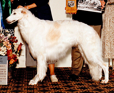 1995 Dog, Open - 1st