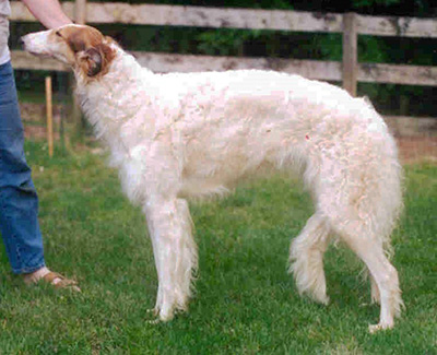 1995 Futurity Bitch, 18 months and under 21 - 3rd