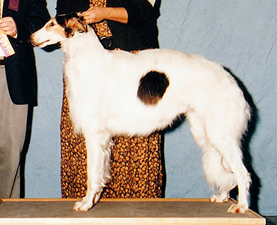 1995 Futurity Bitch, 21 months and under 24 - 1st