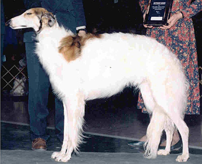 1995 Futurity Dog, 18 months and under 21 - 4th