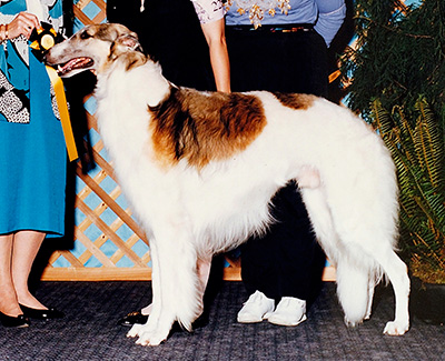 1995 Stud Dog Class - 2nd