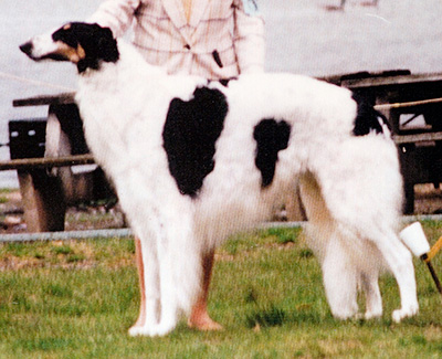 1995 Stud Dog Class - 3rd