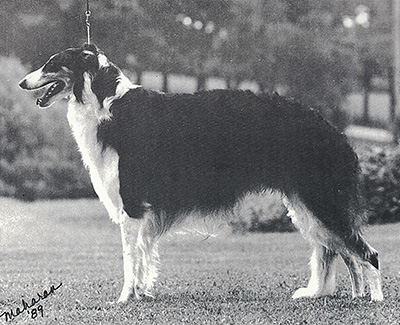 1995 Stud Dog Class - 4th