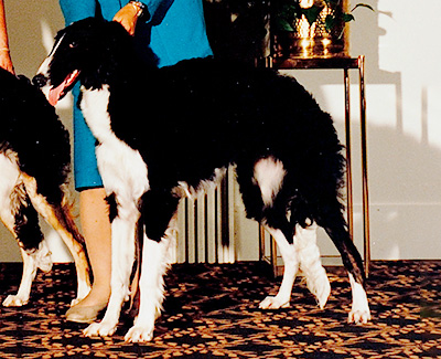 1995 Puppy Sweepstakes Bitch, 6 months and under 9 - 3rd