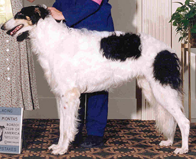 1995 Puppy Sweepstakes Dog, 15 months and under 18 - 3rd