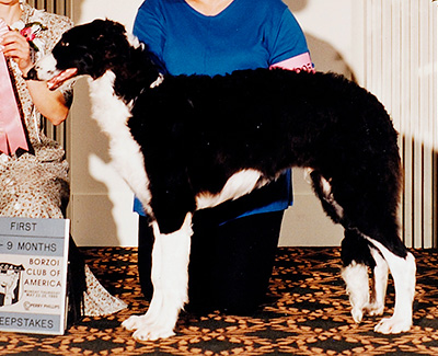 1995 Puppy Sweepstakes Dog, 6 months and under 9 - 1st