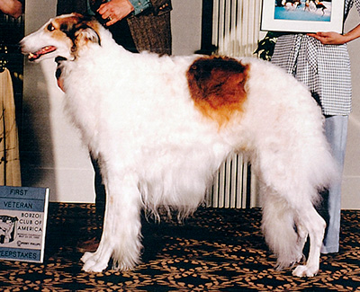 1995 Veteran Sweepstakes Dog, 9 months and under 12 - 1st