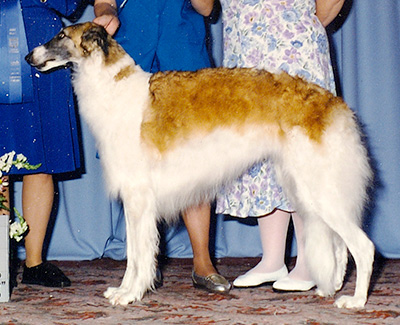 1996 Bitch, Amerian Bred - 1st