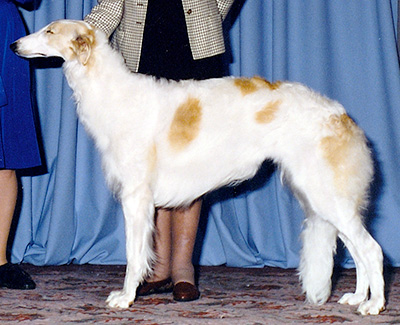 1996 Bitch, Bred by Exhibitor - 1st