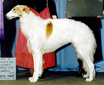 1996 Dog, 12 months and under 18 - 3rd