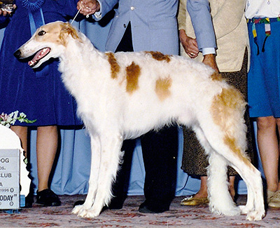 1996 Dog, 9 months and under 12 - 1st