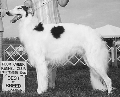 1996 Dog, Amerian Bred - 3rd