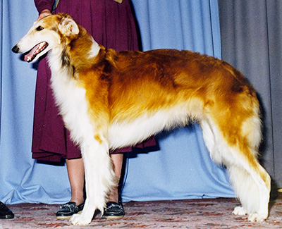 1996 Dog, Bred by Exhibitor - 1st