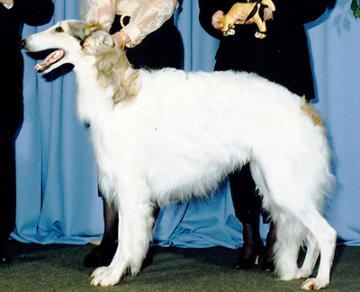 1996 Dog, Bred by Exhibitor - 2nd