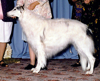 1996 Dog, Veteran 7 years and under 10 - 1st