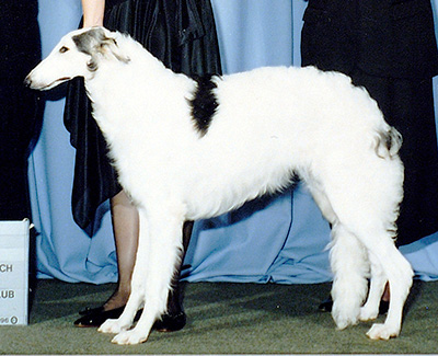 1996 Futurity Bitch, 6 months and under 9 - 1st