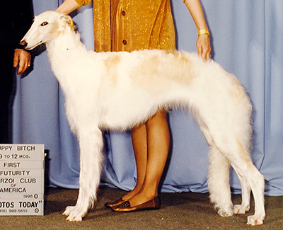 1996 Futurity Bitch, 9 months and under 12 - 1st