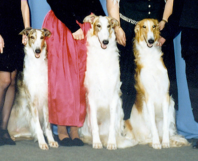 1996 Futurity Brood Bitch Class - 1st