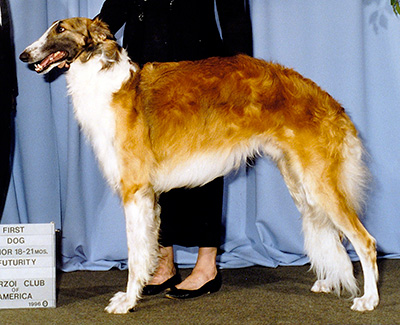 1996 Futurity Dog, 18 months and under 21 - 1st