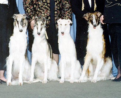 1996 Futurity Stud Dog Class - 1st