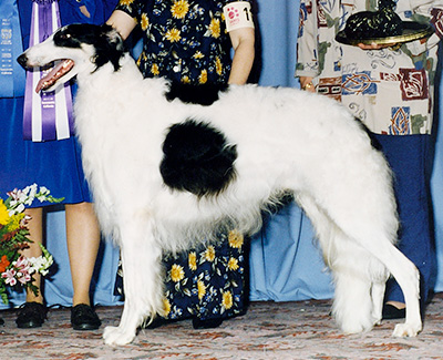 1996 Reserve Winners Dog