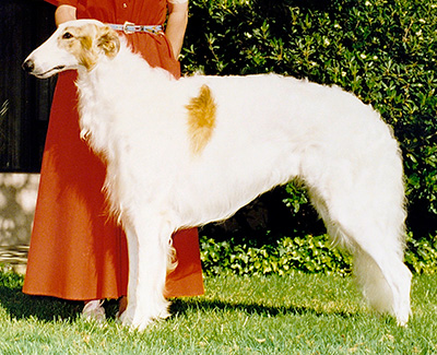 1996 Dog, 12 months and under 18 - 3rd