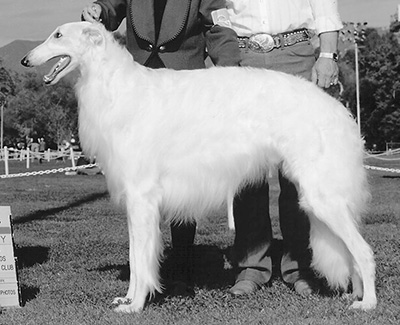 1996 Puppy Sweepstakes Dog, 15 months and under 18 - 3rd