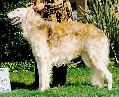 1996 Veteran Sweepstakes Dog, 10 years and over - 1st