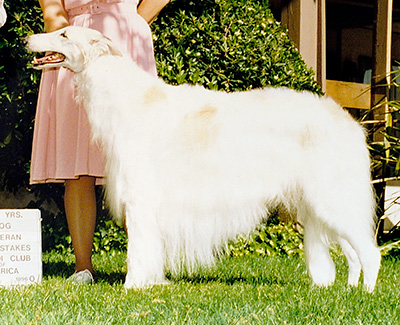 1996 Veteran Sweepstakes Dog, 9 years and under 10 - 1st