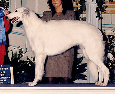 1997 Bitch, Amerian Bred - 1st