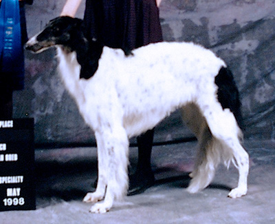 1997 Bitch, Amerian Bred - 4th