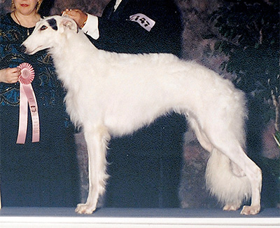 1997 Bitch, Bred by Exhibitor - 2nd