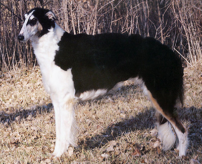 1997 Bitch, Bred by Exhibitor - 3rd