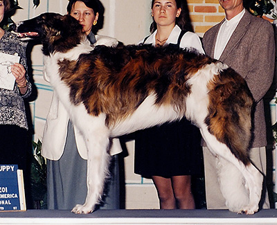 1997 Puppy Sweepstakes Dog, 9 months and under 12 - 1st