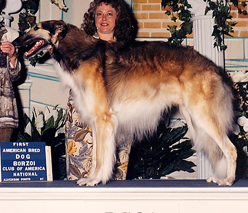 1997 Dog, Amerian Bred - 1st