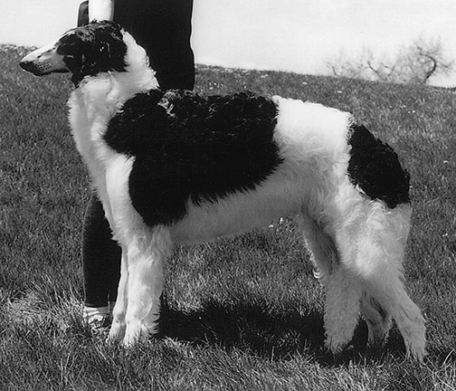 1997 Dog, Bred by Exhibitor - 3rd