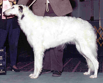 1997 Futurity Bitch, 15 months and under 18 - 2nd