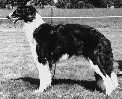 1997 Futurity Bitch, 15 months and under 18 - 3rd