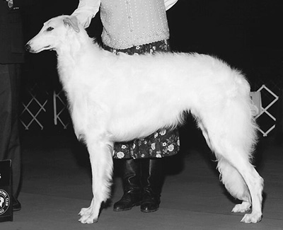 1997 Futurity Dog, 12 months and under 15 - 2nd