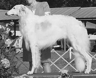 1997 Futurity Dog, 9 months and under 12 - 4th