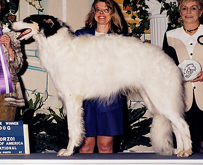 1997 Puppy Sweepstakes Dog, 12 months and under 15 - 3rd