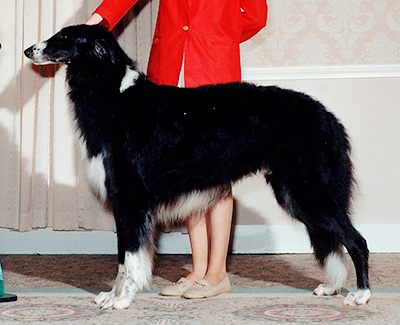 1997 Stud Dog Class - 3rd