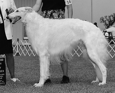 1997 Stud Dog Class - 4th