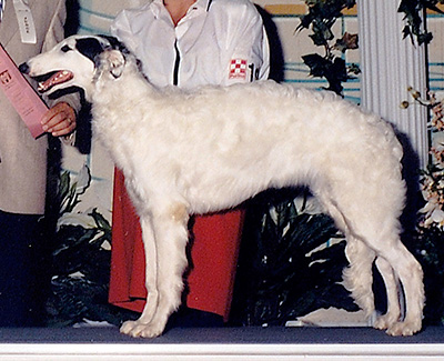 1997 Puppy Sweepstakes Bitch, 6 months and under 9 - 1st