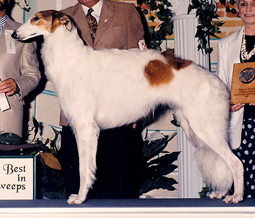 1997 Dog, 12 months and under 18 - 2nd