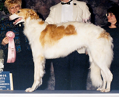 1997 Puppy Sweepstakes Dog, 12 months and under 15 - 4th